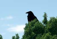photo of a raven in a tree